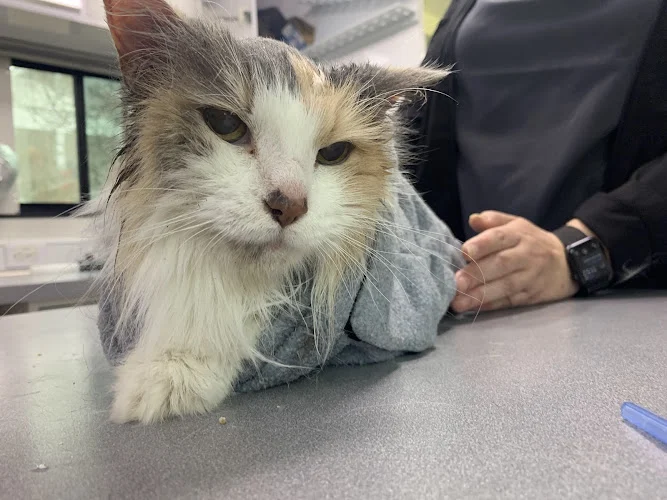 Greensboro Mobile Veterinary Housecalls